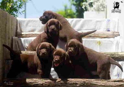 Labrador Retriver tenci